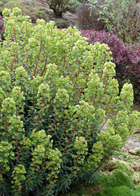 Euphorbia x martinii 